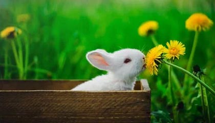 九游网站入口官网-【告别·2020】篮坛巨星陨落 告别竟是2020的主旋律